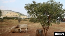 Un vache pâture près de la mine de Mogalakwena à Mokopane, en Afrique du Sud, le 18 mai 2016. 