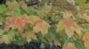 Fall Leaves in Their Glorious Colors