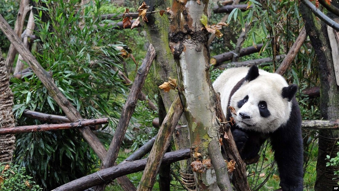 Seorang panda bermain di cagar alam Panda Valley di Dujiangyan, provinsi Sichuan, China.