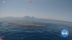 Italy’s Coast Guard Frees Trapped Whale