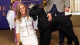 Handler and co-owner Katie Bernardin poses with Monty, a giant schnauzer, after winning best in show at the 149th Westminster Kennel Club dog show, in New York, February 12, 2025. (AP Photo/Richard Drew)