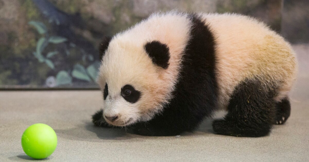 ♡ 。*❁panda cub❁*。大きなトランプJSK♡110♡ Amazon.com: Safari Ltd. Panda Cub Figurine - Adorable Hand