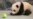 Panda Cub Bao Bao Growing Normally