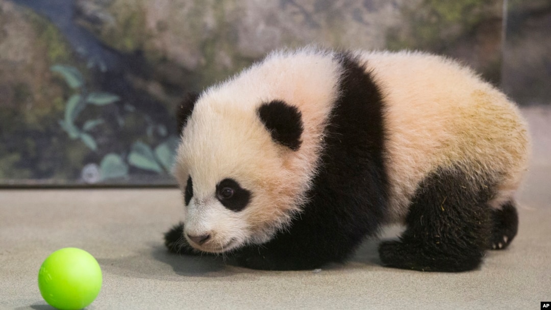 Bao Bao, four-and-a-half-month-old giant panda cub, inside her habitat at the National Zoo, Washington, Jan. 7, 2014.