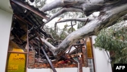 Sebuah rumah yang rusak terlihat setelah pohon tumbang akibat angin kencang menghantam bangunan di pinggiran Kota Elanora saat Siklon Alfred melintas di dekat Gold Coast pada 8 Maret 2025. (Foto: AFP)