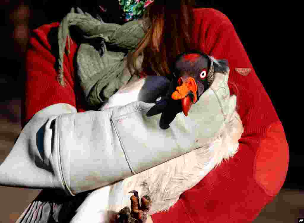 A keeper holds a king vulture as they move large birds into their winter enclosure at the Prague Zoo, Czech Republic.