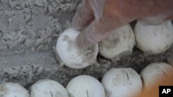 Sea turtle eggs are placed in special containers for relocation to the Atlantic coast.