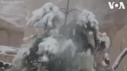 Մոսկվայի կենդանաբանական այգու պանդաները խաղում են՝ տոնական շրջանում չվաճառված եղևնիների հետ