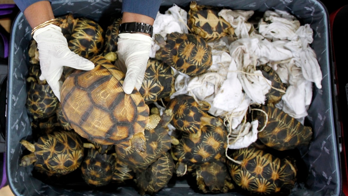 Conservationists brand tortoise shells to save species from the pet trade •