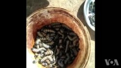 Zimbabweans FLock to Gwanda to Catch Caterpillars ...