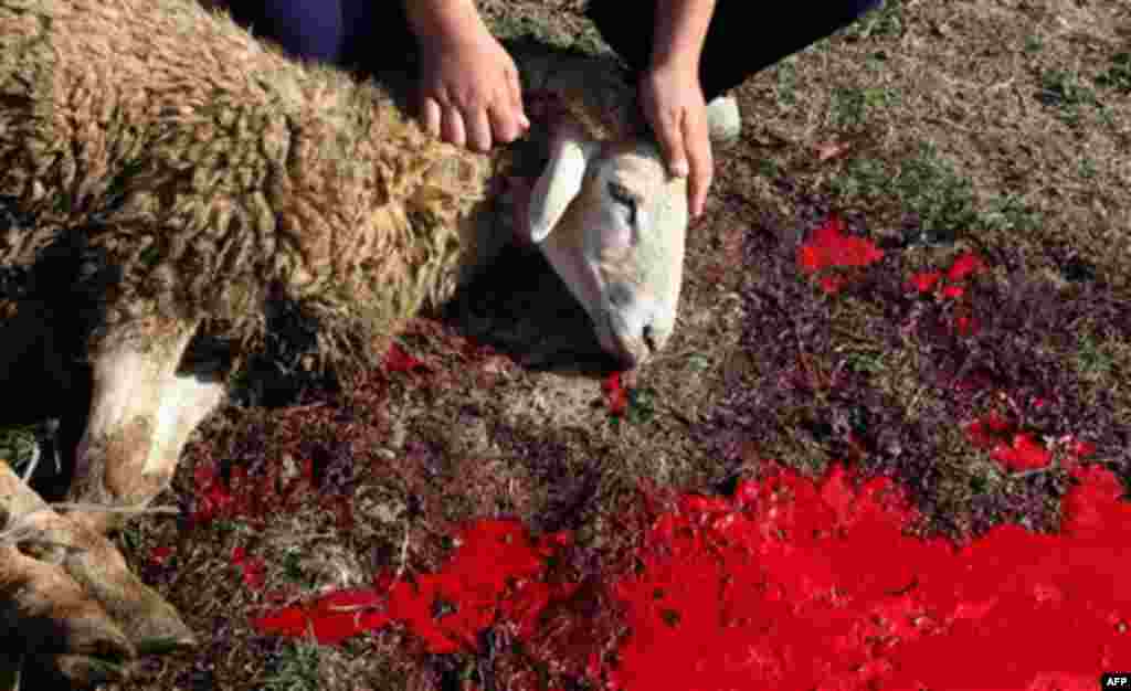 Sheep are prepared for sacrifice on Eid al-Adha day in the mosque of Shuvalan pilgrimage site near Baku, Azerbaijan, on Tuesday, Nov.16, 2010. Muslims throughout the world celebrate the holiday of Eid al-Adha, Feastl of Sacrifice, when Muslims around the 