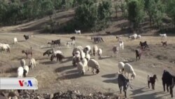 ڕەخنە و گلەیی شوانێکی ناوچەی سیدەکان