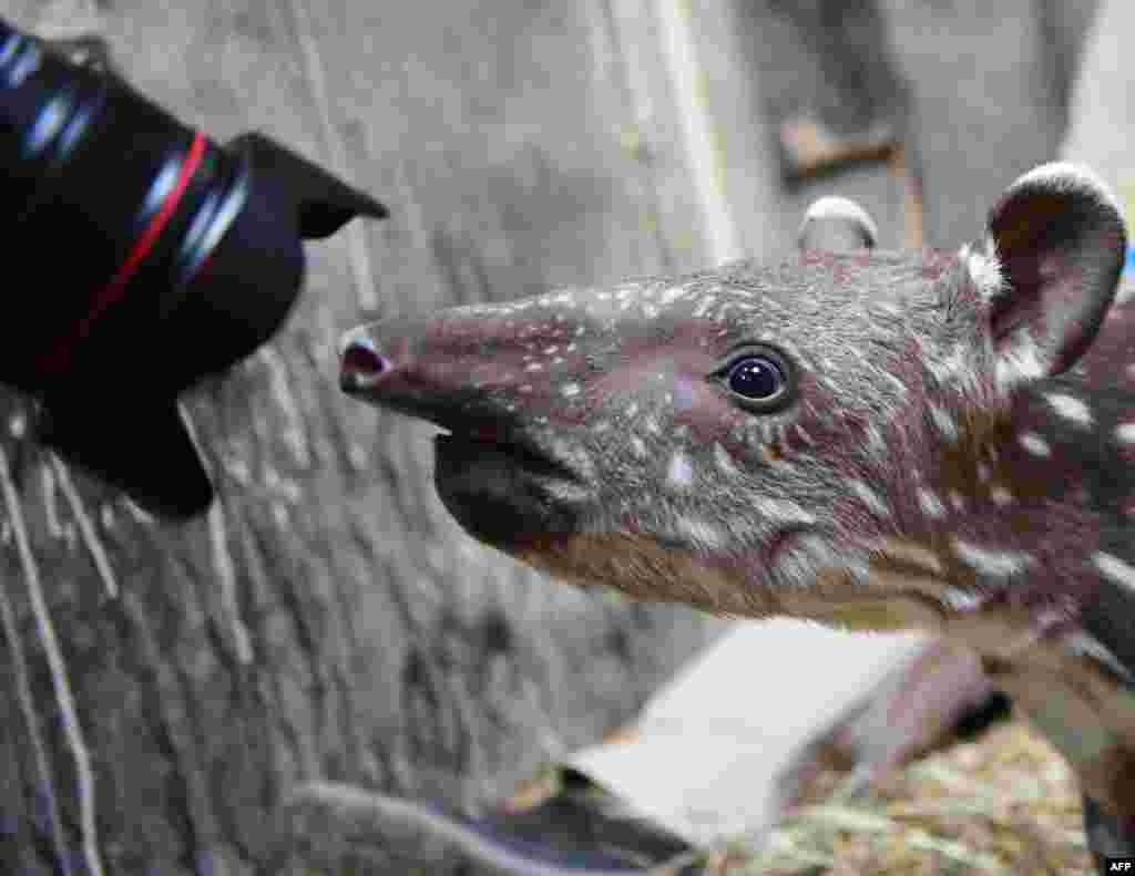 A two-weeks-old South American tapir inspects the lens of a photographer in its enclosure at the zoo in Magdeburg, eastern Germany.