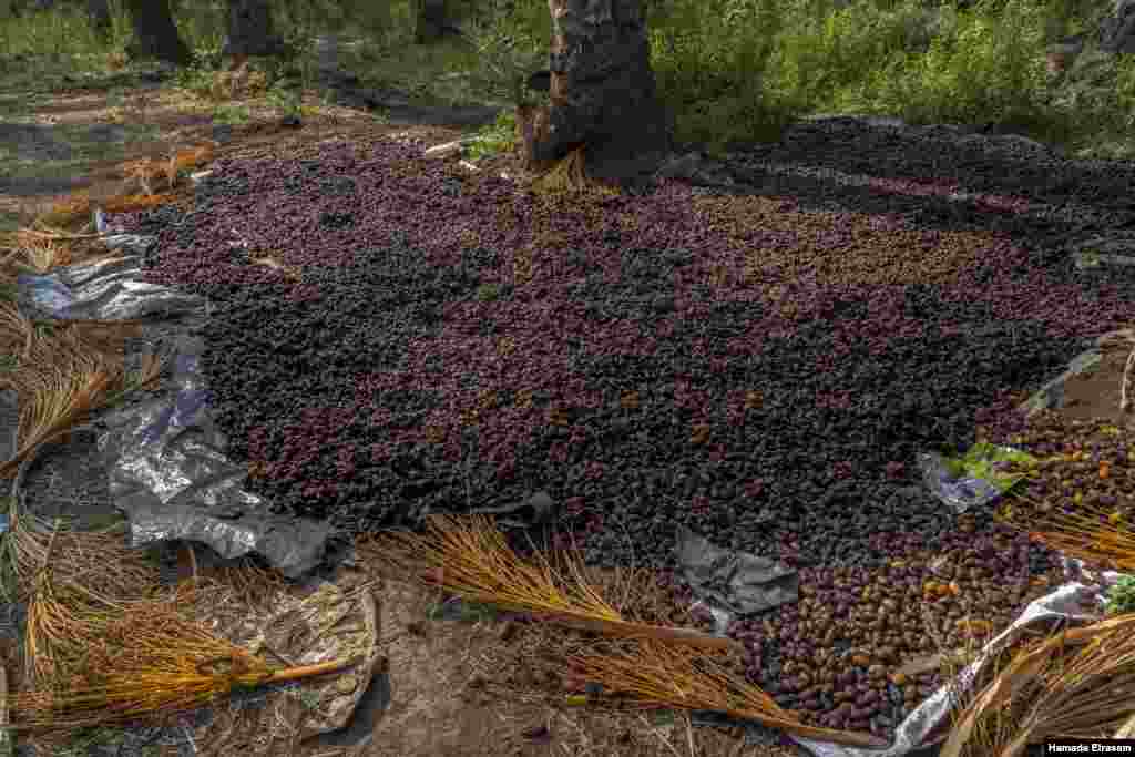 These rotten dates will be used for livestock feed. Farmers blame the diminished quality of their crops on the double impact of rising temperatures and water shortages. September 4, 2021. (VOA/Hamada Elrasam)