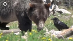 Настоящее Время. Америка – 26 октября 2018