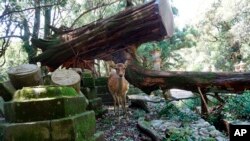 FILE - A deer stands near a fallen tree at Kasugataisha shrine in Nara, western Japan, Sept. 5, 2018.