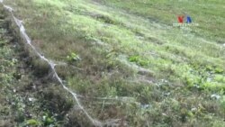 SHORT VIDEO: Երկարաձիգ սարդոստայններ