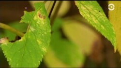 Настоящее Время. Америка – 21 февраля 2017