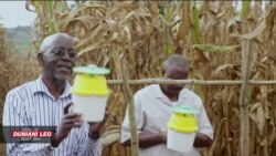 Wakulima nchini Uganda wanaungana na wenzao kuanza kutumia taaluma ya kisasa kuzuwia mashambulizi wa viwavijeshi