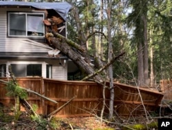 Damage is seen after a tree crashed through a home and fence during a bomb cyclone storm system in Sammamish, Washington, Nov. 20, 2024.