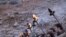در کامیاران استان کردستان مردم با جشن نوروزی به استقبال بهار می روند.<br />
عکس: آرین نصراللهی<br />
&nbsp;