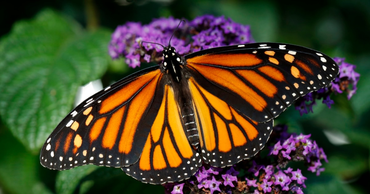 Butterfly Effect' and Chain Reactions