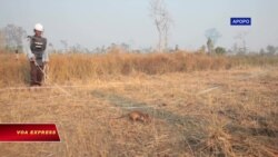 ‘Hiệp Sĩ Chuột’ khổng lồ đánh hơi dò mìn