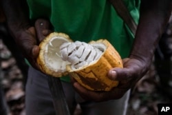 FILE— A farmer opens a Cocoa pod in Divo, West-Central Ivory Coast, November 19, 2023.