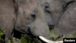 African elephants risk slaughter by poachers trying to obtain their tusks for the lucrative ivory trade.