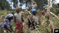 FILE - Kenyan women harvest maize in Kenya, Oct. 9, 2008.