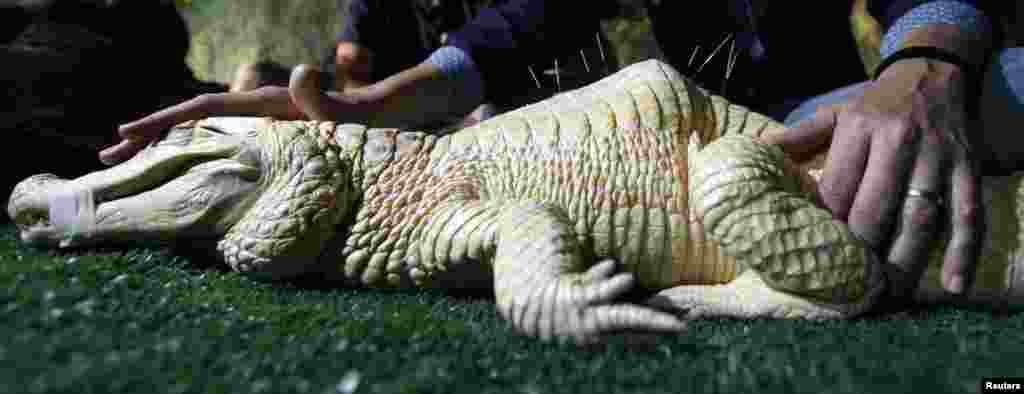 Seekor buaya caiman albino jantan yang disebut &quot;Bino&quot; menerima pengobatan akupunktur di akuarium Sao Paulo, Brasil, 13 Agustus 2013. &quot;Bino&quot; menerima terapi akupunktur mingguan untuk pengobatan scoliosis dan kyphosis.