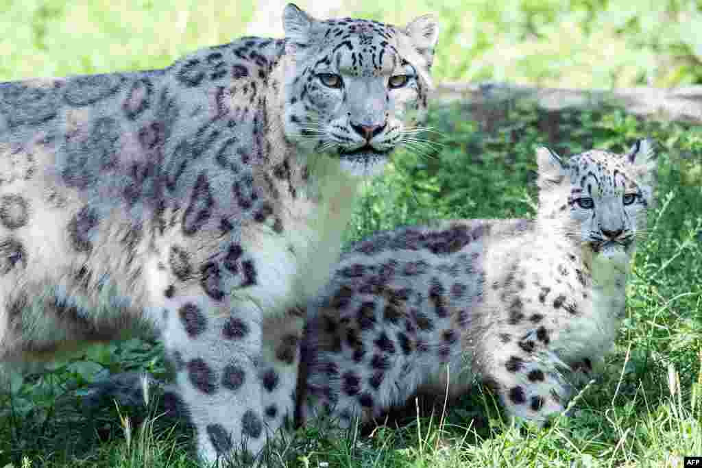 Snow leopard mother Siri stands next to her male cub Barid at the zoo in Cologne, western Germany.