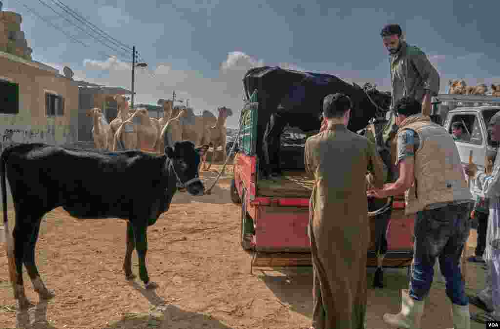 The new restrictions have prompted some camel traders to switch to cows and buffalos. Herders say the other animals are more obedient and easier to direct. (VOA/H. Elrasam)