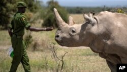 Seorang petugas memeriksa badak putih betina Najin, 30 (tahun), satu dari dua badak putih yang masih hidup, di kandangnya di suaka margasatwa Ol Pejeta, Kenya.