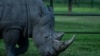 Africa's Rhino Population Grows for 1st Time Since 2012