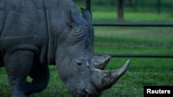 FILE - A Southern White rhino grazes at the Ziwa Rhino Sanctuary in Kiryandongo district, Uganda December 1, 2021. Picture taken December 1, 2021. 