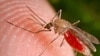 Anopheles mosquitoes transmit the parasite which causes malaria. (AP)