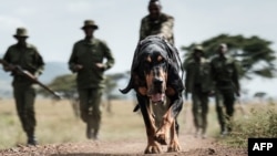 L'unité canine Maseto Sampei lors d'un entraînement dans le Triangle Mara, au sud du Kenya, le 24 janvier 2018.