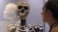 Los primeros antepasados humanos no provienen de especies como el Homo habilis, el Homo rudolfensis o el Homo erectus.