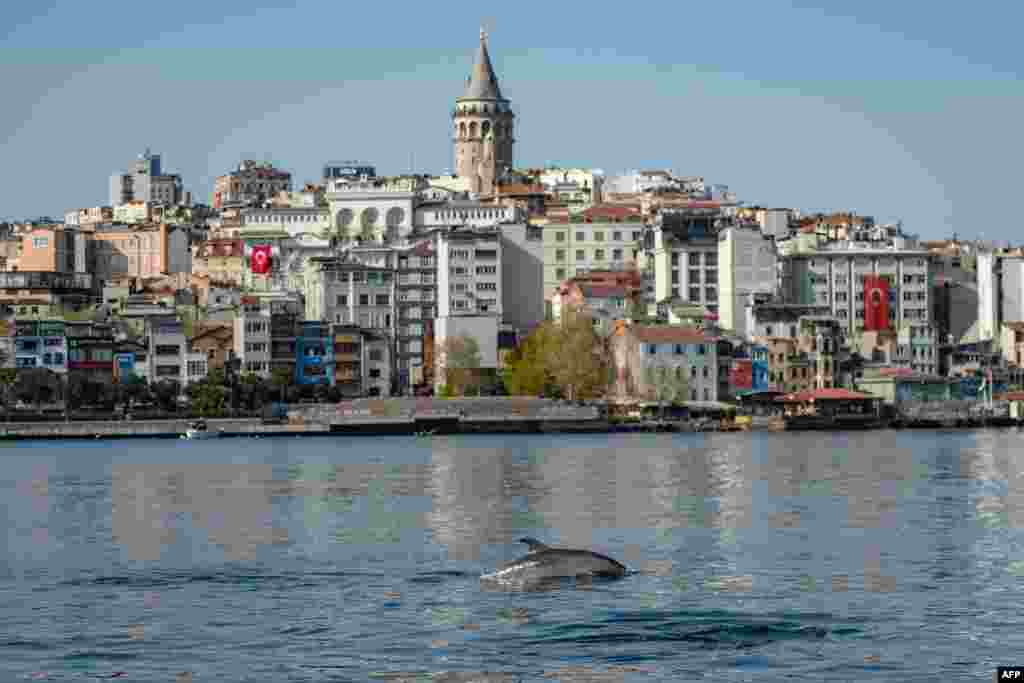 A dolphin swims in the Bosphorus where sea traffic has nearly come to a halt as the city of 16 million has been under lockdown to stem the spread of the Covid-19 pandemic in Istanbul, Turkey.