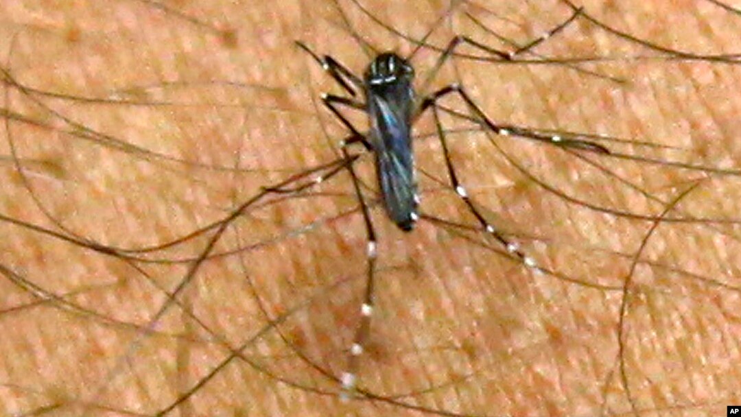 La mayoría de los pacientes sobreviven al dengue, pero la enfermedad mata a un total de 20.000 personas cada año, muchos de los cuales son niños.