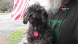 SHORT VIDEO: Հետաքրքրասեր շնիկը