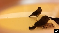 In this photo provided by the U.S. Customs and Border Protection, some of the 70 live finches that were found Saturday, Dec. 8, 2018, hidden inside hair rollers at New York’s John F. Kennedy International Airport, are fed by U.S. Agriculture Department veterinarians.