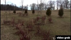 Civil War memorial trees