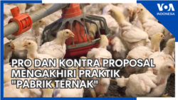 Pro dan Kontra Proposal Mengakhiri Praktik "Pabrik Ternak"