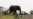 Burning Chilies Drive Elephants Away from African Farmers' Crops