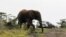 FILE - An elephant crosses the road while roaming around a Maasai settlement on the outskirts of Kenya's capital, Nairobi, July 18, 2012.