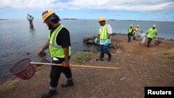 An environmental cleanup crew looks for dead marine life in Keehi Lagoon after a massive molasses spill from a Matson cargo ship in Honolulu, Hawaii, Sept. 12 ,2013.