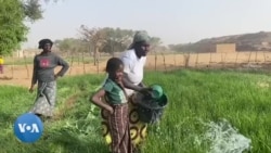 Mali : zoom sur les femmes maraîchères de Bandiagara