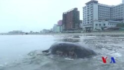 সামুদ্রিক বর্জ্যে আটকে প্রাণ হারাচ্ছে জলজ প্রাণী